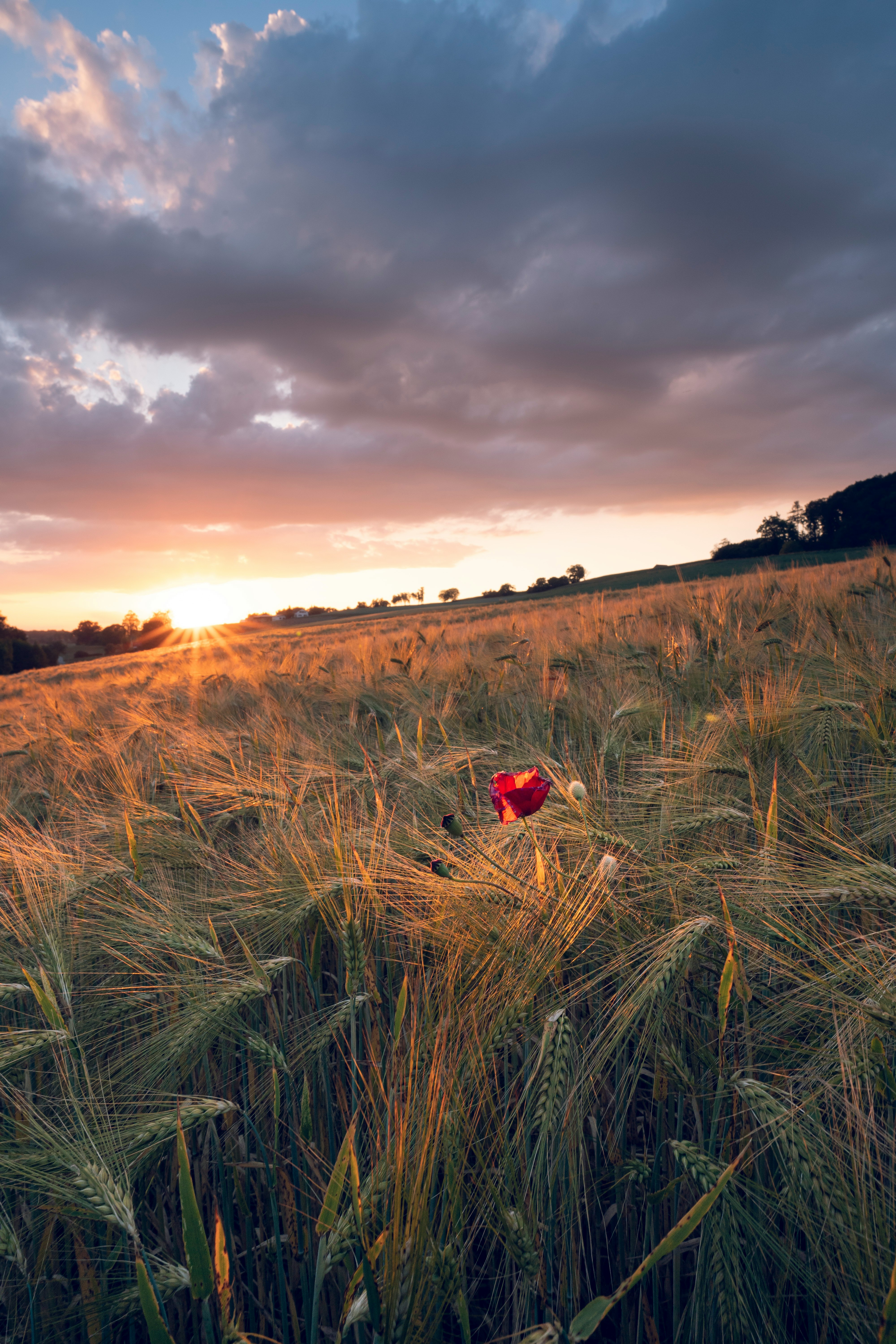 red and black bird on green grass field during sunset